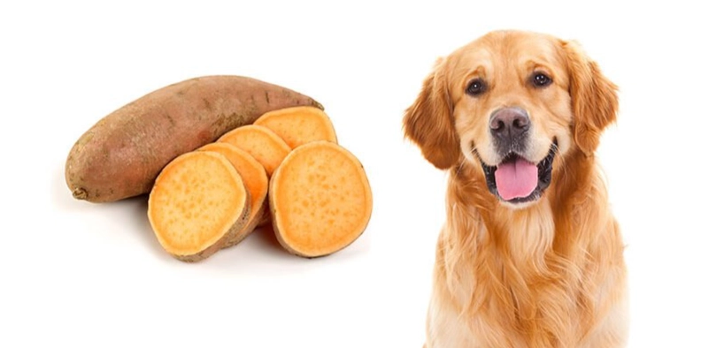 狗狗飲食安全注意事項