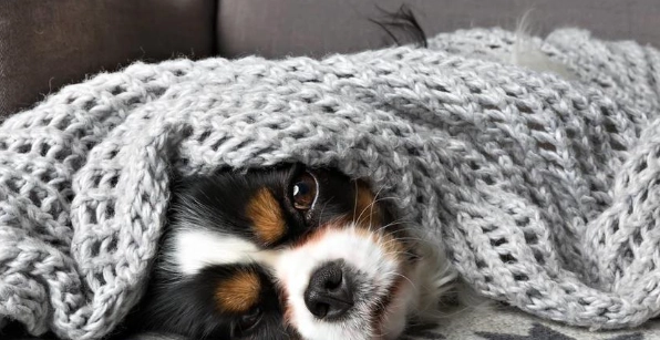 猫猫咪钙质补充 猫猫咪钙质补充