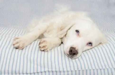 狗狗鈣粉怎麼吃