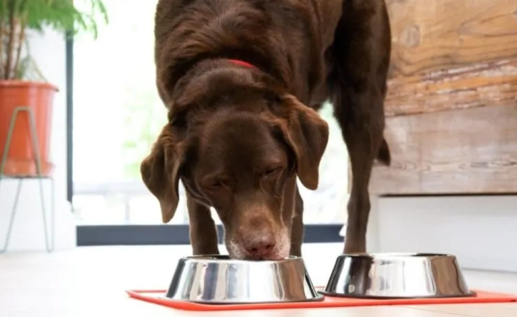 狗狗只喝水不吃飯