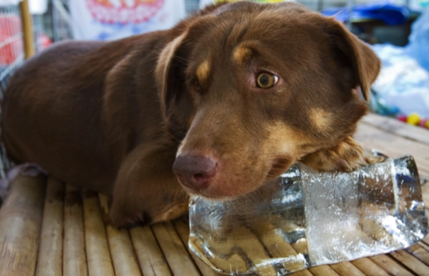 寵物冰品禁忌