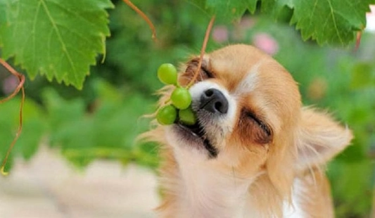 葡萄對狗的毒性