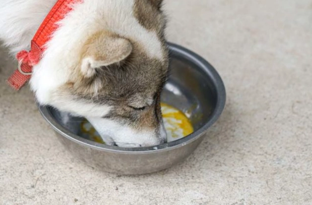 狗吃洋蔥 狗吃洋蔥