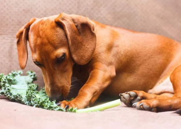 松子對狗有害嗎