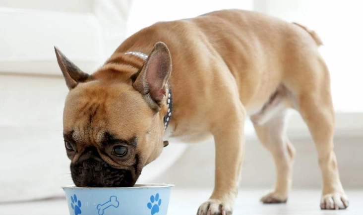 狗不能吃的食物