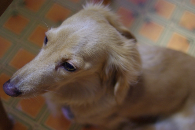 狗洋葱中毒急救