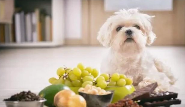 葡萄對狗有毒 葡萄對狗有毒