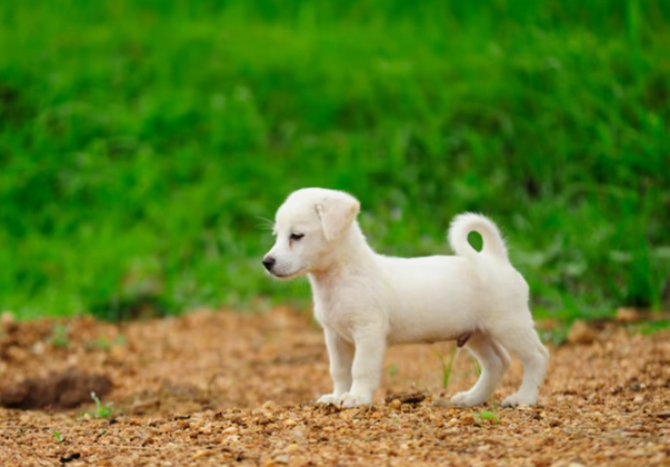 狗狗不吃飯只喝水