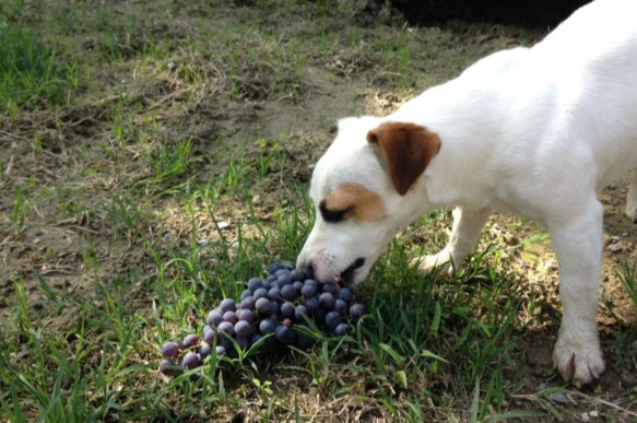 狗吃葡萄症狀
