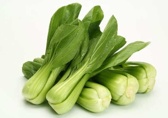 狗狗吃青江菜 狗狗吃青江菜