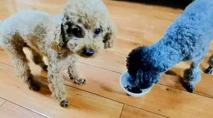 狗誤食核桃急救