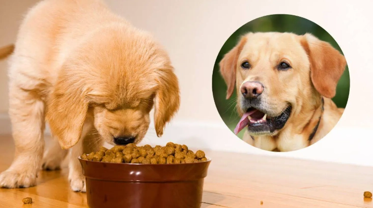 狗庫欣氏症治療 狗庫欣氏症治療