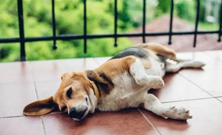 狗狗睡地板改善