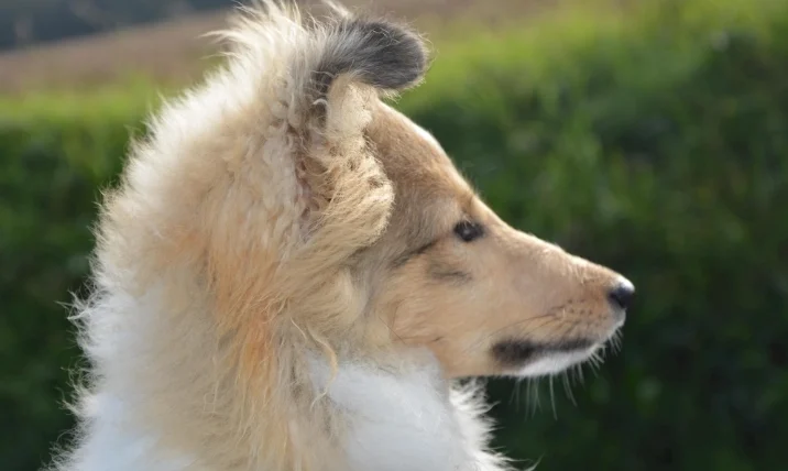 被狗咬傷口多久會好