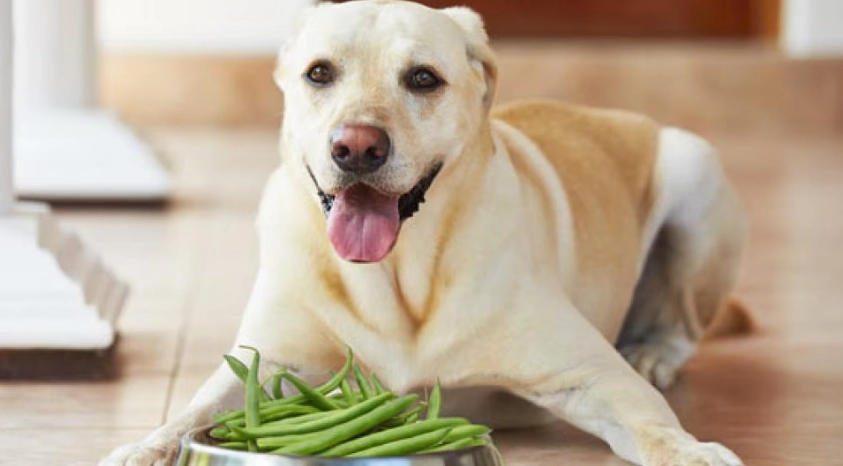 狗蕃薯份量完整指南：如何安全喂食與避免常見錯誤