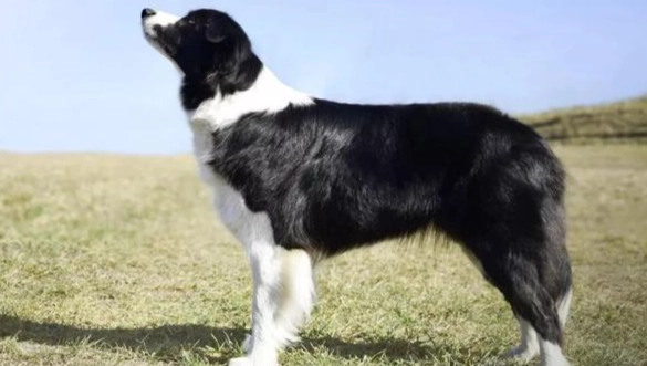小型犬大型犬差異