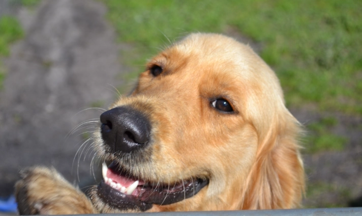 狗零食推薦 狗零食推薦