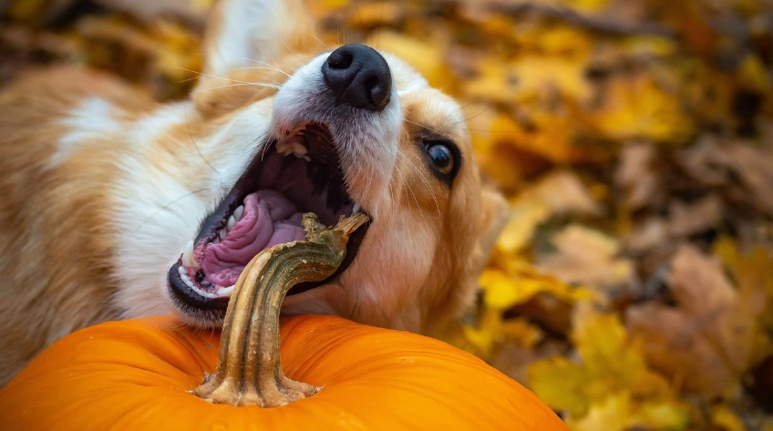 南瓜籽對狗狗的好處
