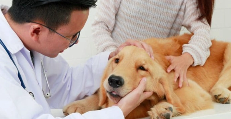 中藥對狗的安全性