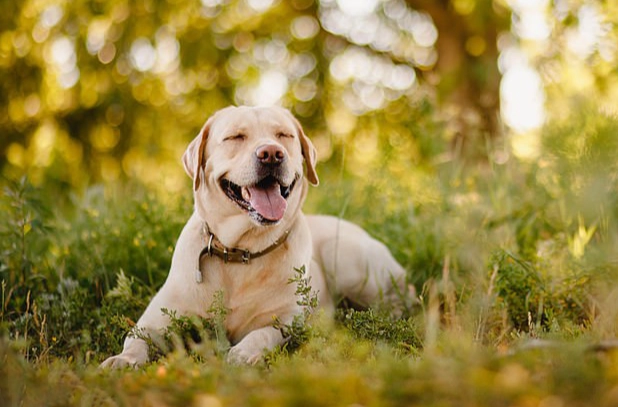 狗食南瓜皮安全
