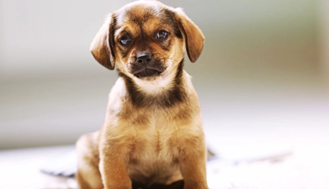 寵物飲食禁忌 寵物飲食禁忌