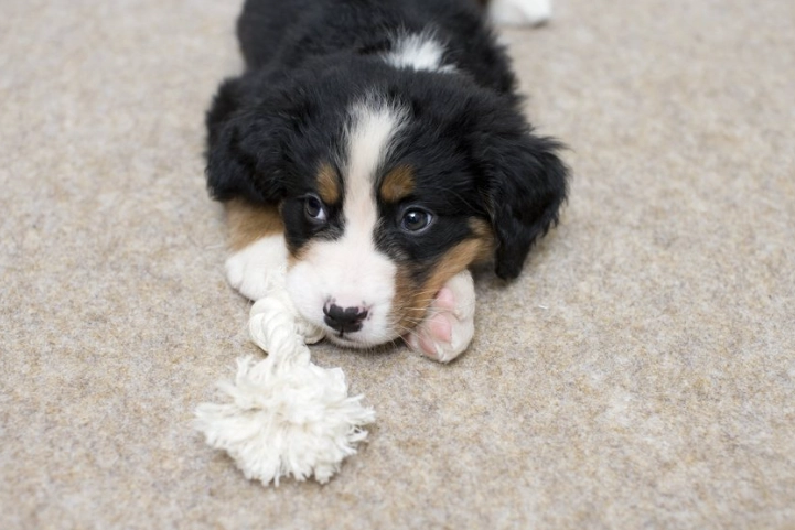 幼犬換牙期飲食