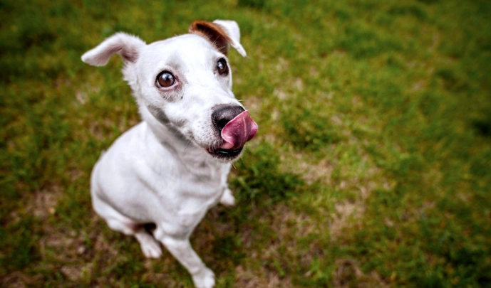 老年犬鈣質補充