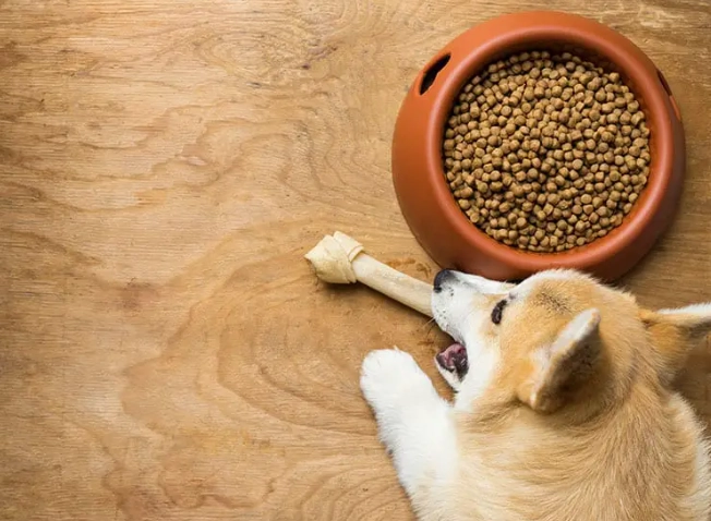 狗狗巧克力中毒