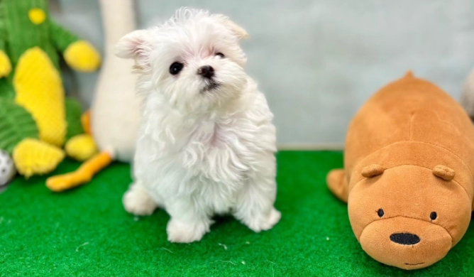 玛尔济斯疾病预防