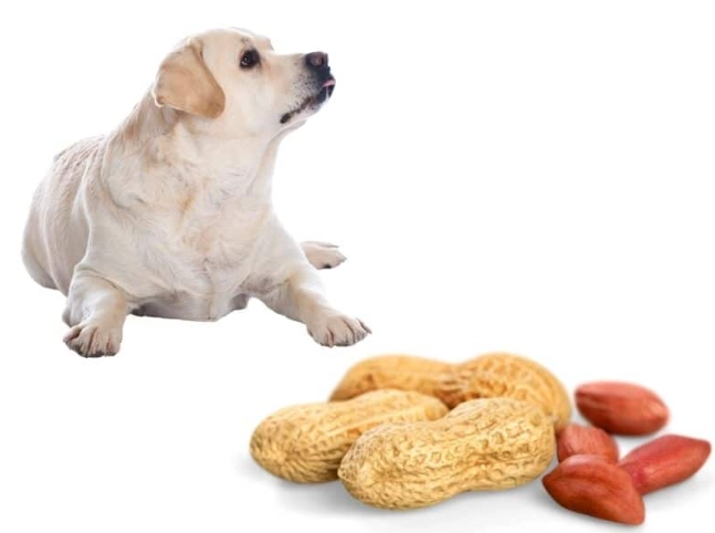 花生對狗的風險