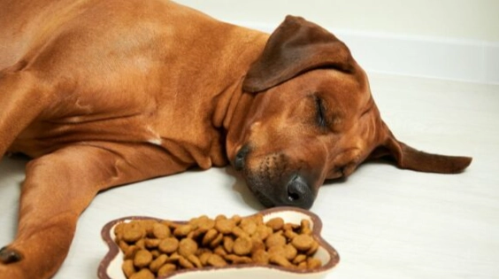 狗狗食物中毒症狀 狗狗食物中毒症狀