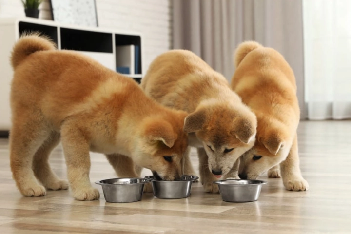 狗狗吃地瓜葉好處 狗狗吃地瓜葉好處