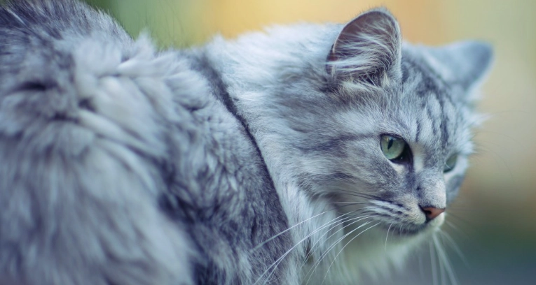 蟑螂藥對貓的危害