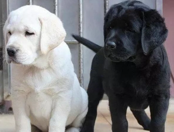 狗中毒預防方法