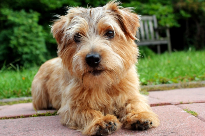 小型犬健康品種