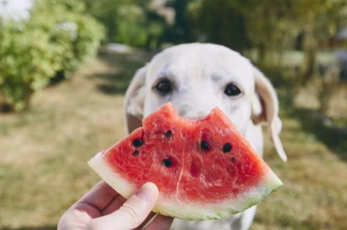 安全的人類食物給狗 安全的人類食物給狗