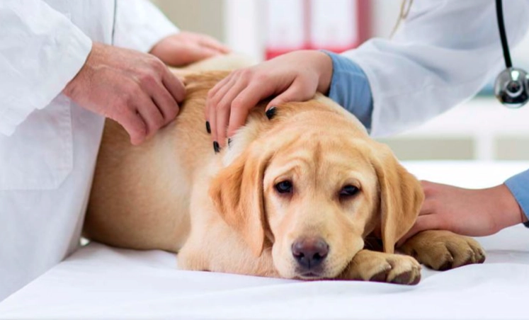 中藥對狗的安全性