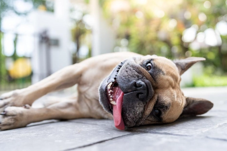 狗吃巧克力症狀