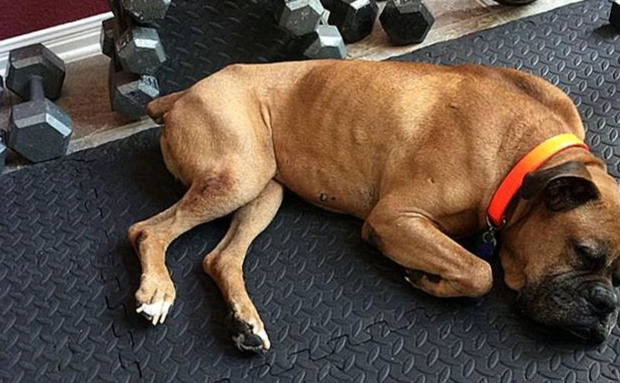 小型犬大型犬差異