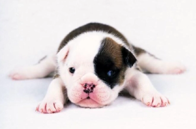 狗嘔吐黃色液體