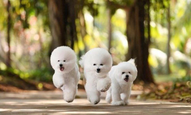 小型犬品種比較