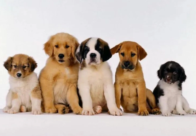 狗狗不吃東西原因