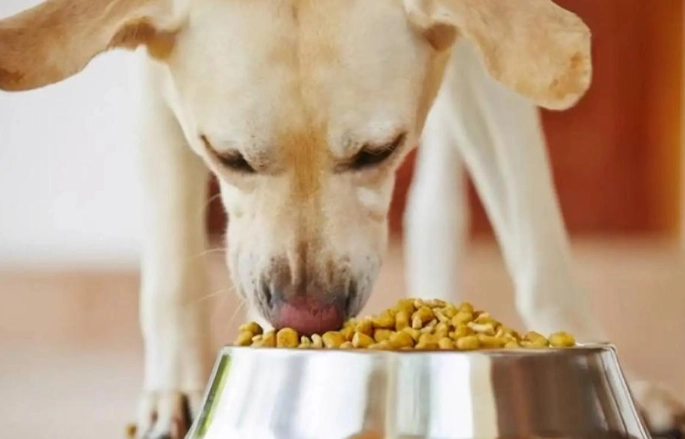 狗能吃的人類食物 狗能吃的人類食物