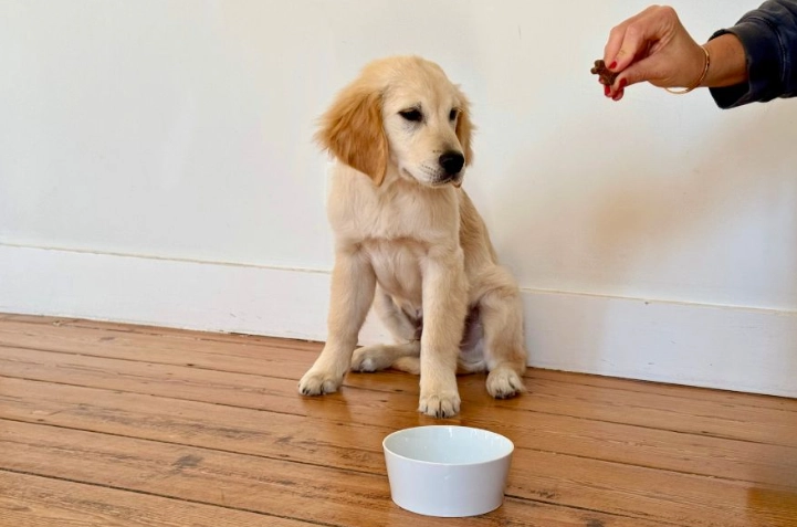 狗狗巧克力中毒