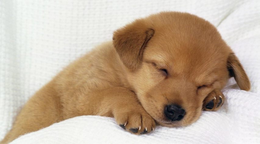 狗狗吃茶葉症狀