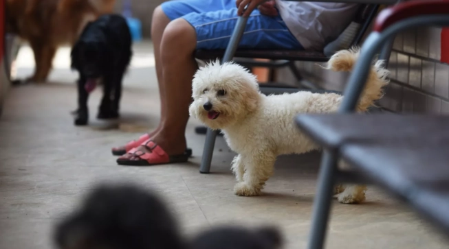 小型犬室內飼養