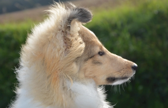 火龍果對狗的毒性