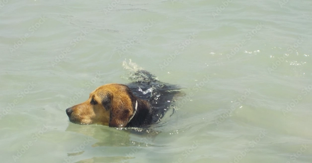 鮑魚對狗狗有害嗎