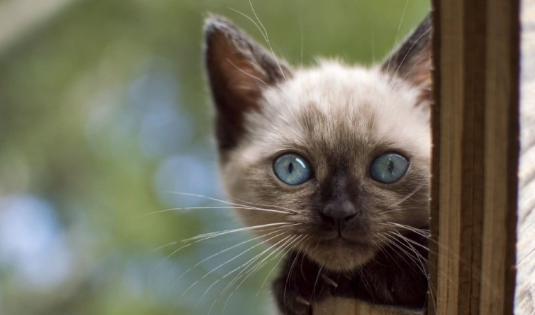 貓咪驅蟲藥中毒