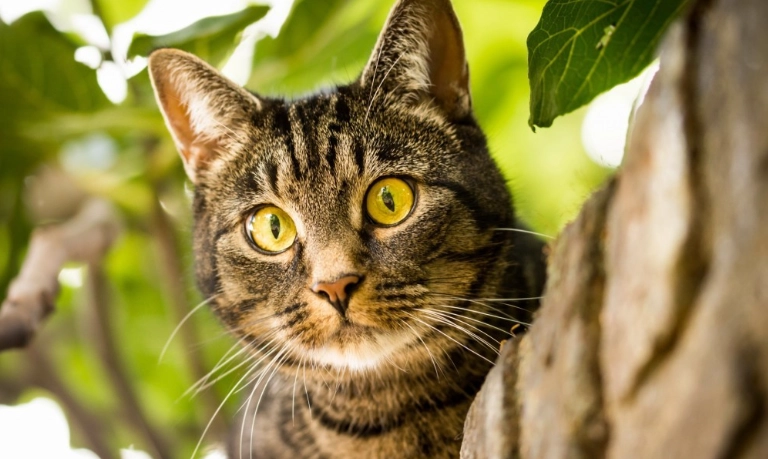 貓藥膏中毒症狀